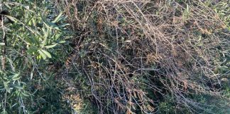 Xylella, il comune di Ruvo ricorda le misure obbligatorie per contrastarla